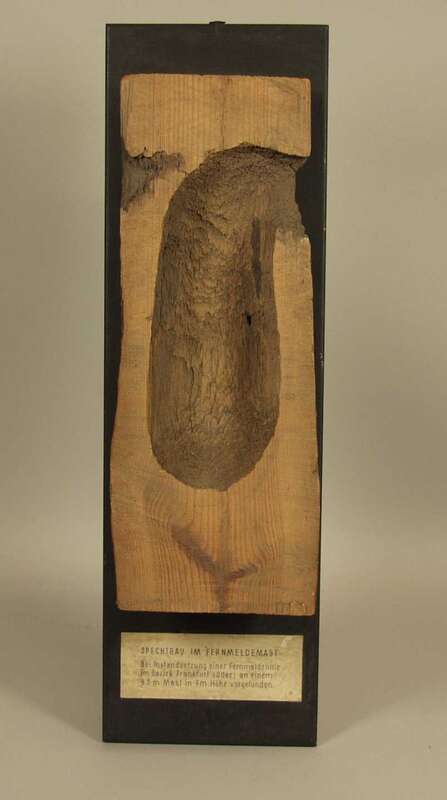 Spechtbau in einem Freileitungsmast